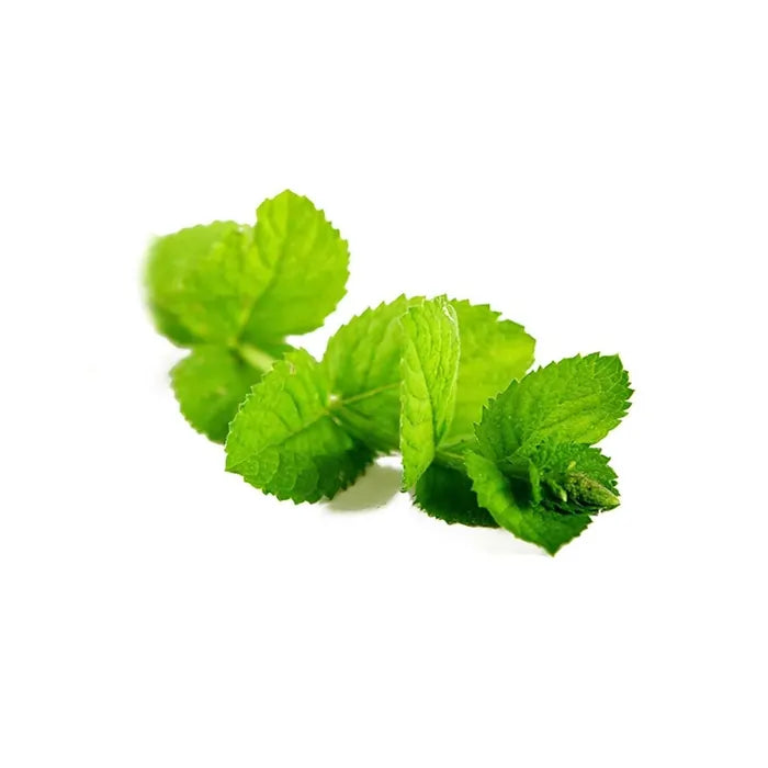 Folha de imenta-hortelã num fundo branco