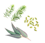 composição-air-doterra-botanico