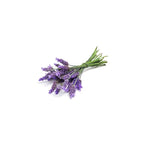 Buquê de flores frescas de lavanda, amarradas com uma corda, em fundo claro, para Óleo Essencial de Lavanda doTERRA.