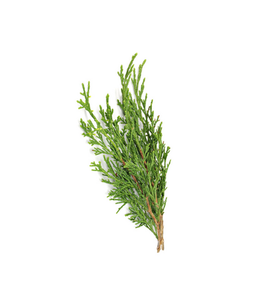 Óleo Essencial de Cypress | 15 ml online na EVOdaTERRA
