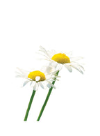 Compre Óleo Essencial de Camomila Romana | 5ml online na EVOdaTERRA