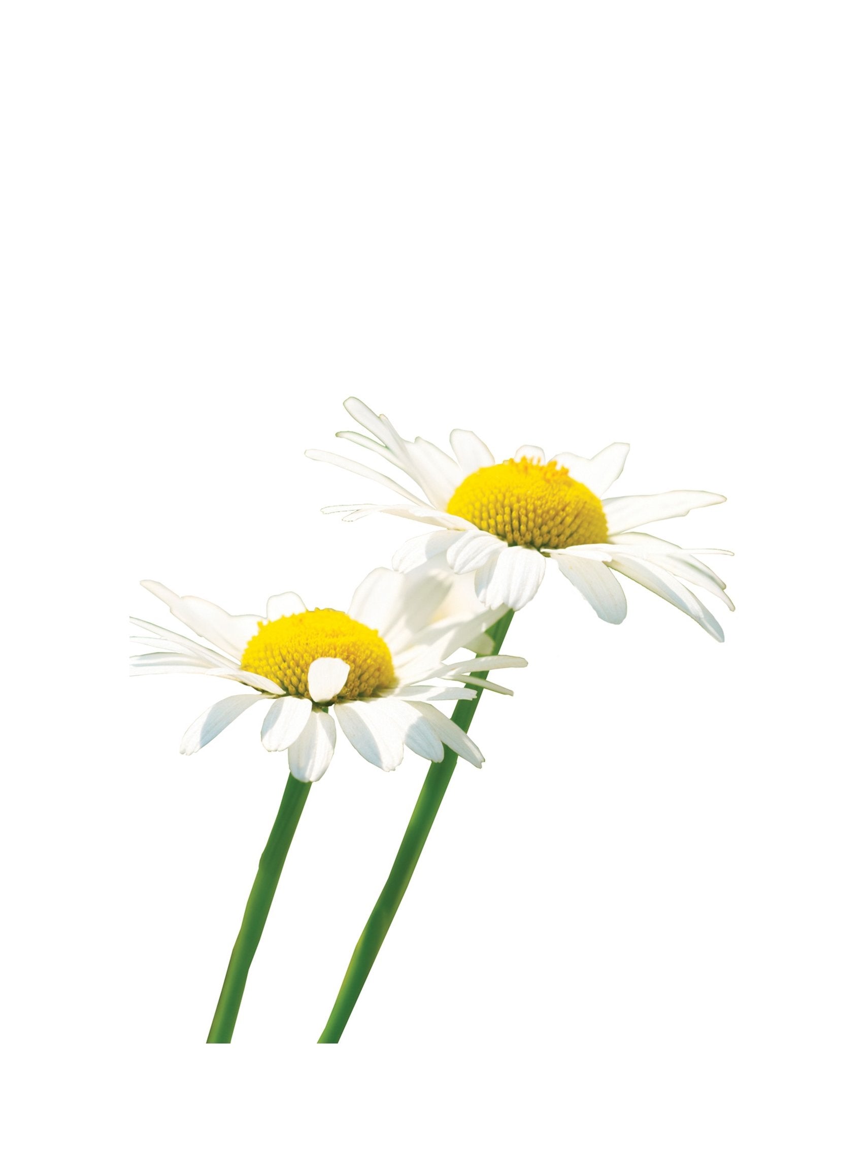 Compre Óleo Essencial de Camomila Romana | 5ml online na EVOdaTERRA