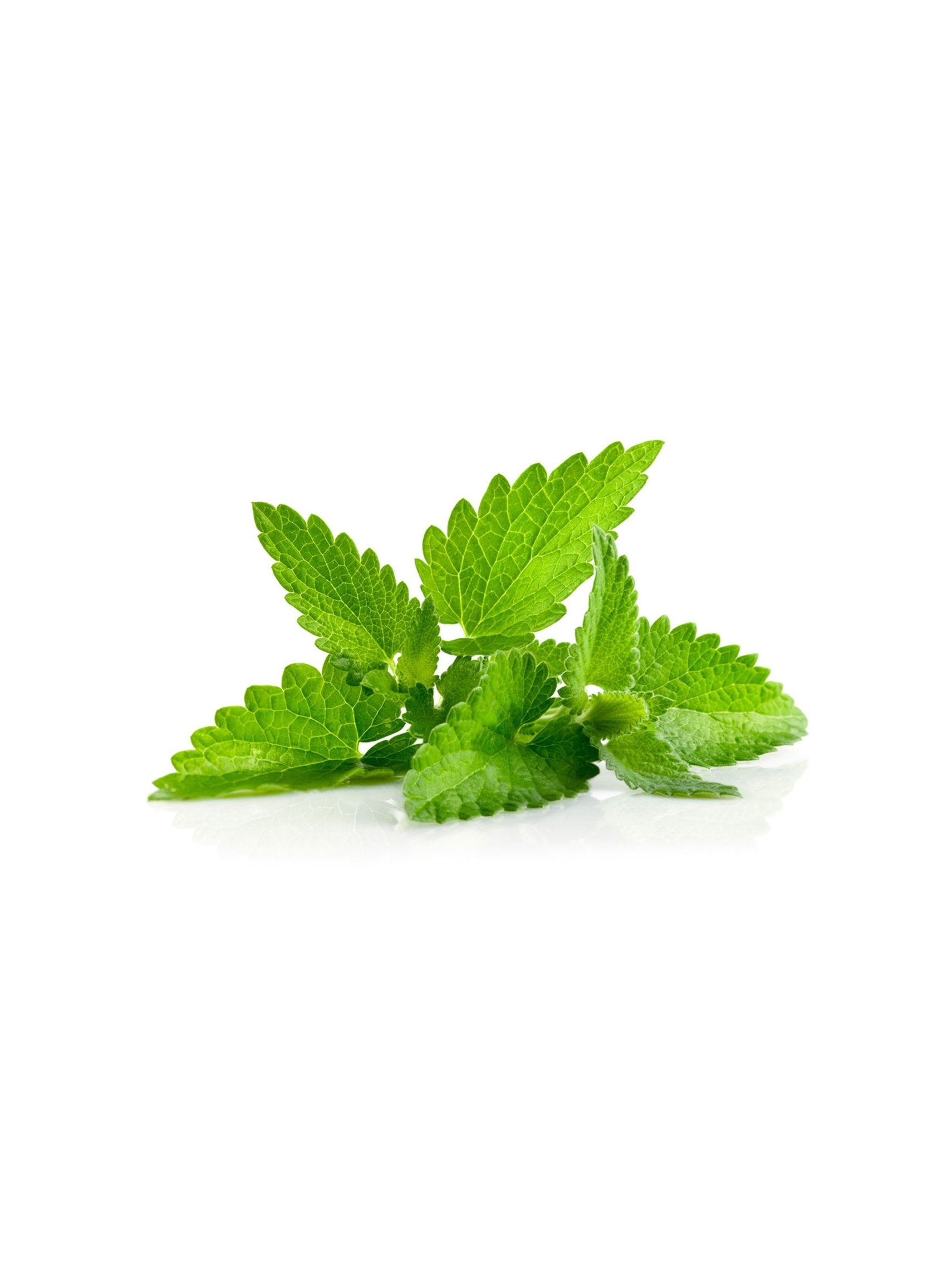 botanica melissa evoessencia