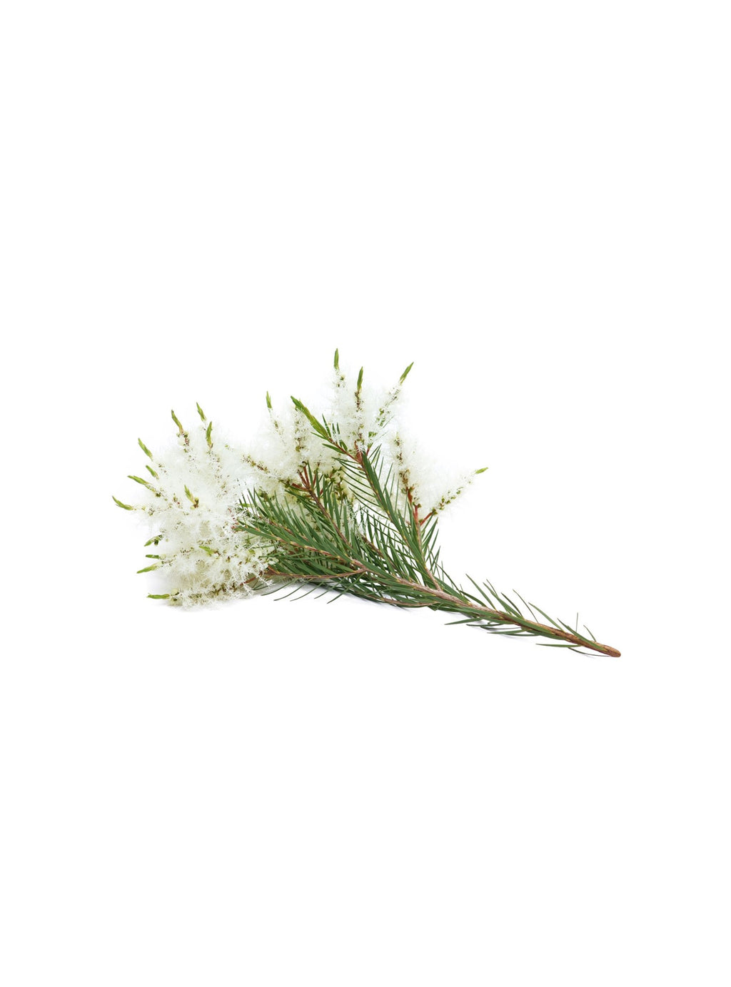 Compre Óleo Essencial de Melaleuca | 15 ml online na EVOessencia
