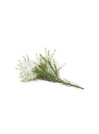 Compre Óleo Essencial de Melaleuca | 15 ml online na EVOessencia