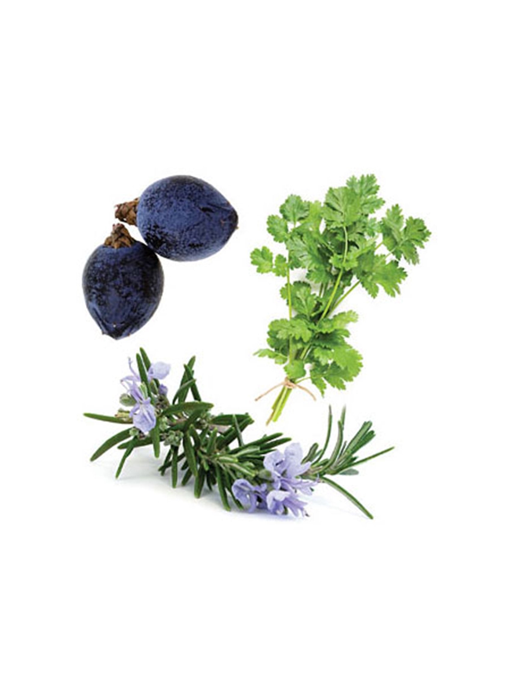 Compre Óleo Essencial Zendocrine® | 15ml online na EVOessencia